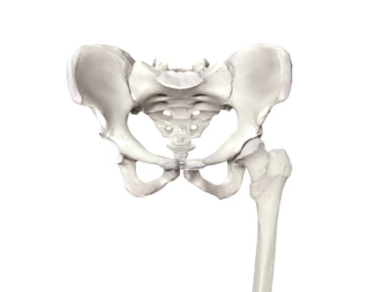 Hip a