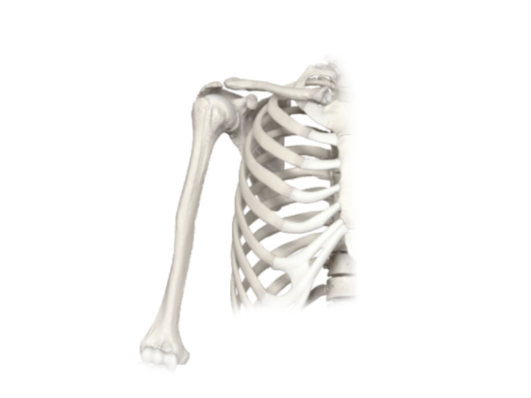 Humerus a