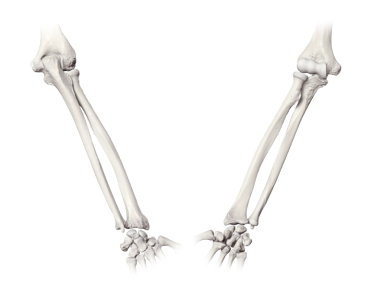 Radius and Ulna a