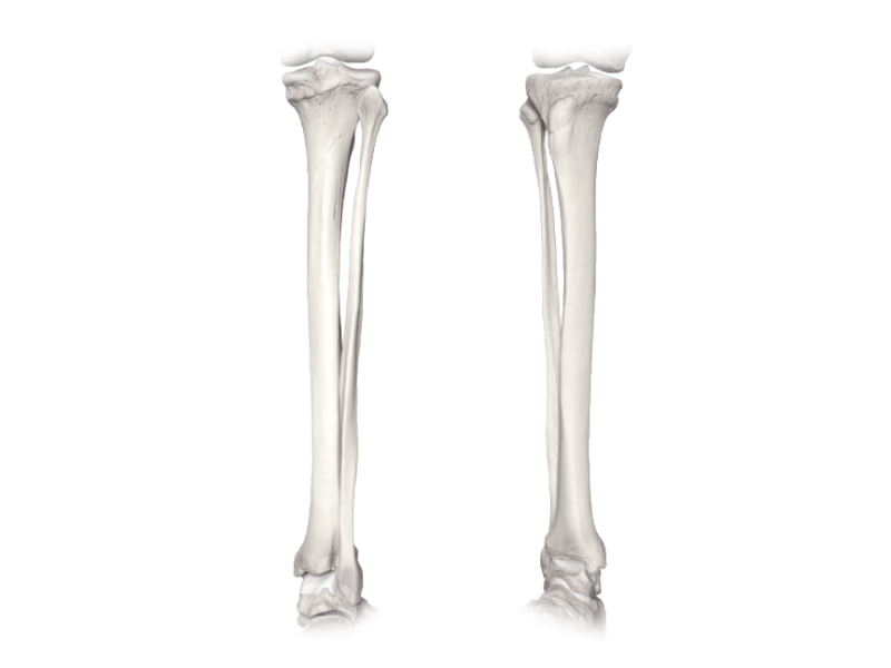 Tibia Fibula Bone a